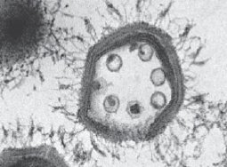 mamavirus